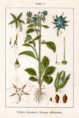 Brutnák lékařský (Borago officinalis)